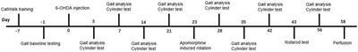 Longitudinal assessment of motor function following the unilateral intrastriatal 6-hydroxydopamine lesion model in mice